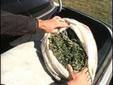 За хранение и приобретение марихуаны &ndash; штраф